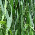 Salix pendulina var.elegantissima feuille